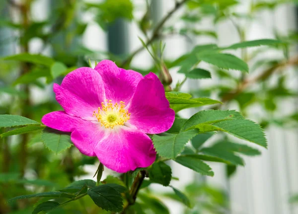 Barevné květy v letní zahradě, na pozadí — Stock fotografie
