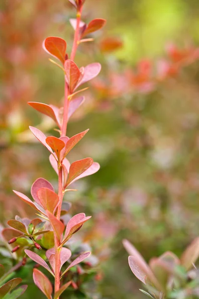 Flores de colores en el jardín de verano, para el fondo — Foto de Stock