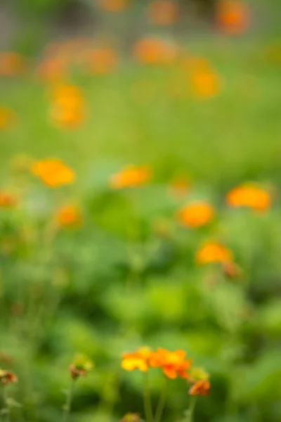 Flores coloridas en el jardín de verano, fondo borroso —  Fotos de Stock