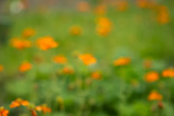 Flores coloridas en el jardín de verano, fondo borroso —  Fotos de Stock