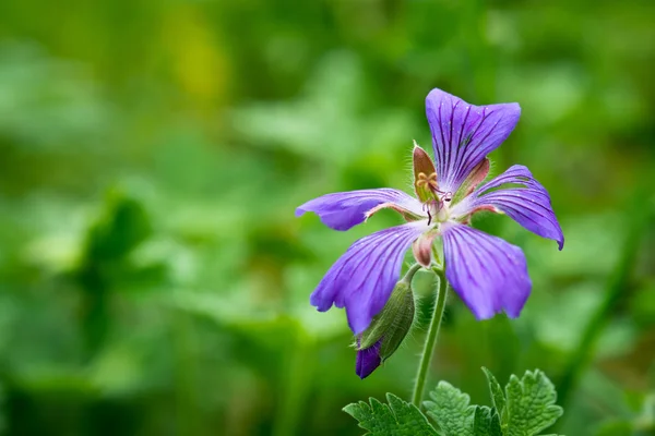 Bunte Blumen im Sommergarten, für Hintergrund — Stockfoto