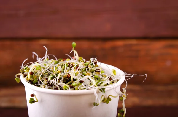 Microgreens assortiment in papier beker. Gezonde groene salade met verse rauwe spruitjes — Stockfoto