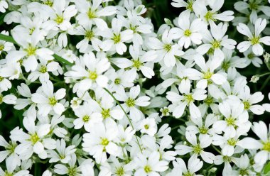 Arka plan için yaz bahçesinde renkli çiçekler