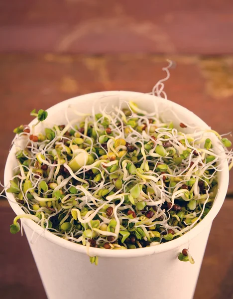 Sortimento de microgreens em copo de papel. Salada verde saudável com brotos crus frescos — Fotografia de Stock