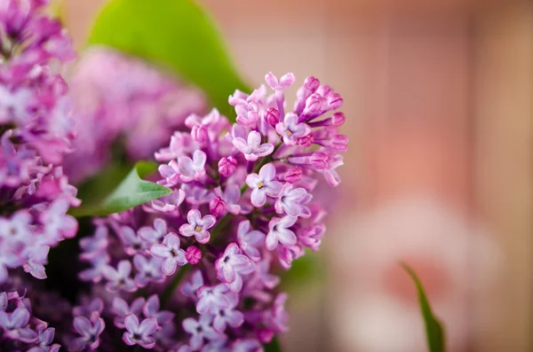 Ramo con fiori lilla primaverili freschi in fiore, su fondo di legno — Foto Stock