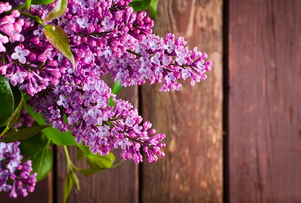 Ramo con fiori lilla primaverili freschi in fiore, su fondo di legno — Foto Stock