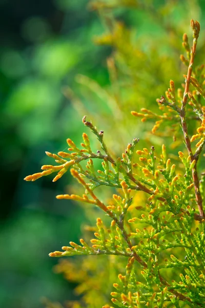 Leaves of pine tree Thuja, yellow and green background Stock Photo