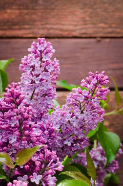 Taze çiçek açan ile şube bahar Eflatun çiçekler, ahşap arka plan üzerinde