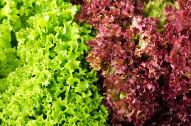yeşil ve kırmızı marul salatası, Lollo Rosso, artalanları için