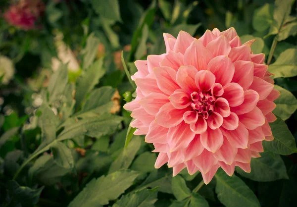 Colorato fiore di dalia rosa nel giardino autunnale — Foto Stock