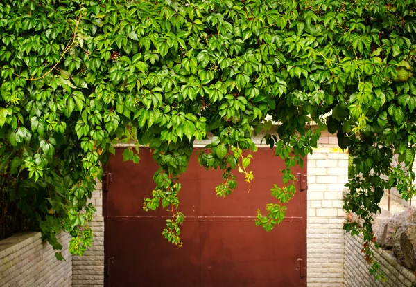 Hojas de uva verde por encima de la vieja puerta del garaje como marco, estilo vintage —  Fotos de Stock