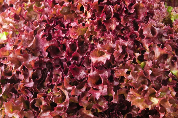 Ensalada de lechuga verde y roja, Lollo Rosso, para fondo — Foto de Stock