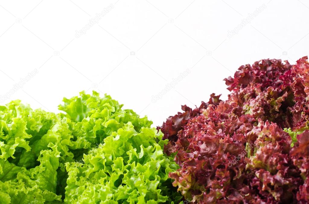 green and red lettuce salad, Lollo Rosso, for backround