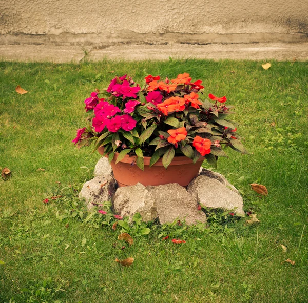 Красочные цветы в керамических декоративных винтажных горшок на зеленой лужайке в саду — стоковое фото
