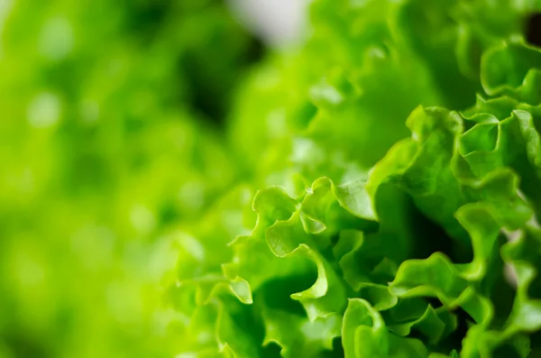Salada de alface verde fresca folhas closeup — Fotografia de Stock