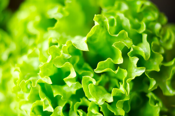 Fresh green lettuce salad leaves closeup