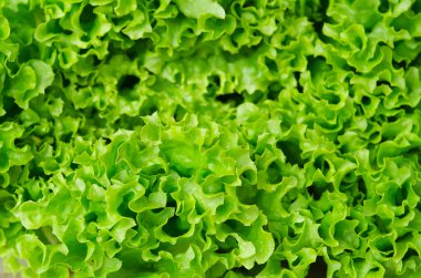 Tatlı taze yeşil marul salata yaprakları