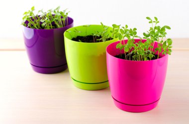 Taze yeşil mutfak otlar renkli tencere