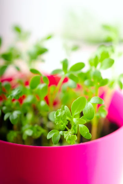 Fresh green kitchen herbs in colorful pots — Stock Photo, Image