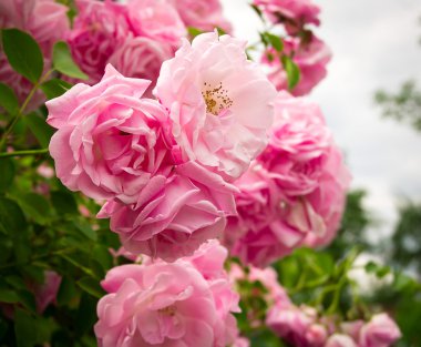 Pembe Çiçek Bahçe, yaz aylarında Gül Bush