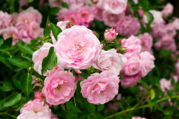 Pink flowers on the rose bush in garden, summer time