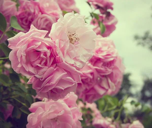 Рожеві квіти на трояндовому кущі в саду, літній час — стокове фото