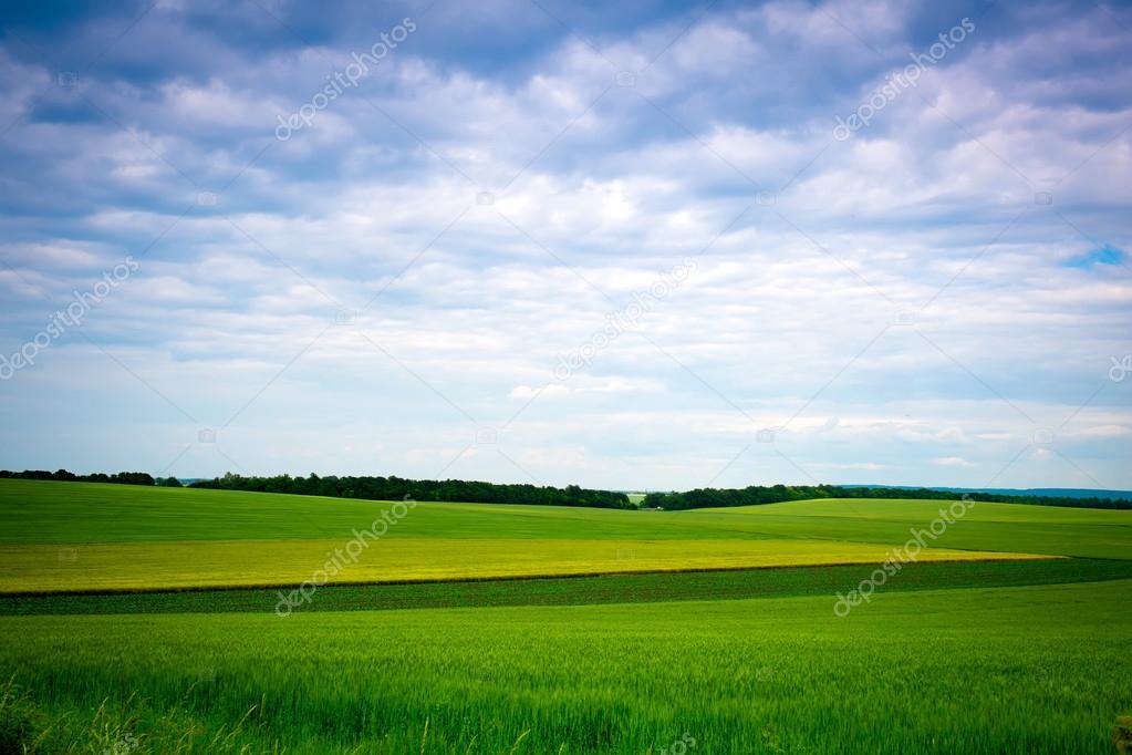 Green grassland and blue sky in summer