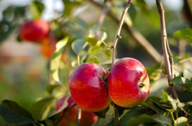 Taze olgun elma ağacı üzerinde