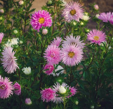 Pembe ve mor aster sonbahar çiçekler