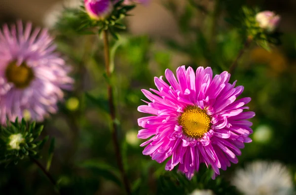Pembe ve mor aster sonbahar çiçekler — Stok fotoğraf