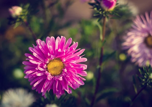 Pembe ve mor aster sonbahar çiçekler — Stok fotoğraf