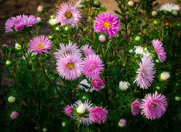 Pink and violet aster autumn flowers