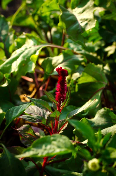 Flor de remolacha joven — Foto de Stock