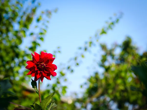 Czerwony kwiat Dalia kolorowy ogród jesienią — Zdjęcie stockowe