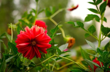 Renkli dahlia kırmızı çiçek sonbahar bahçe