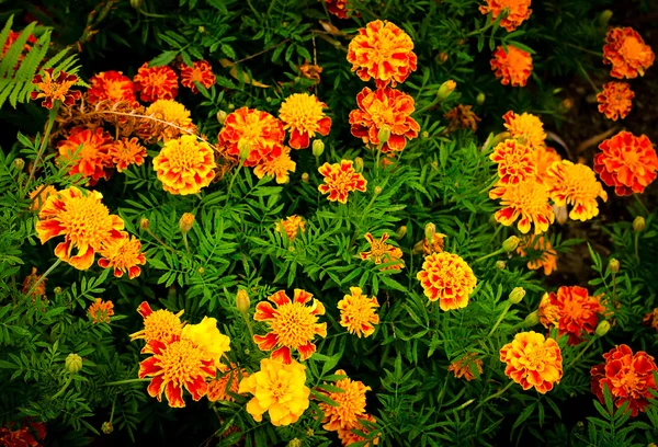 Flores de caléndula amarilla y naranja en el jardín — Foto de Stock