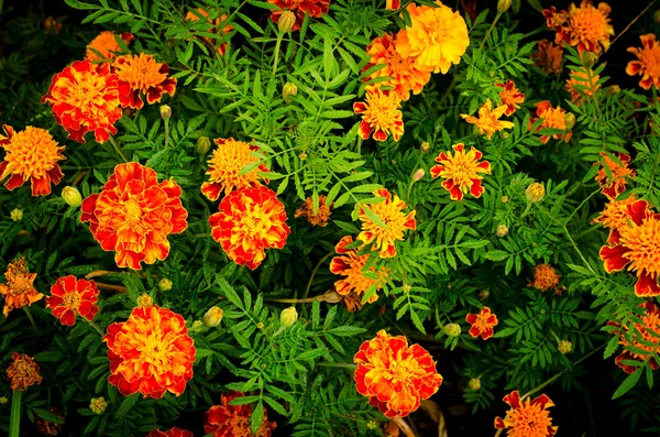 Flores de caléndula amarilla y naranja en el jardín — Foto de Stock