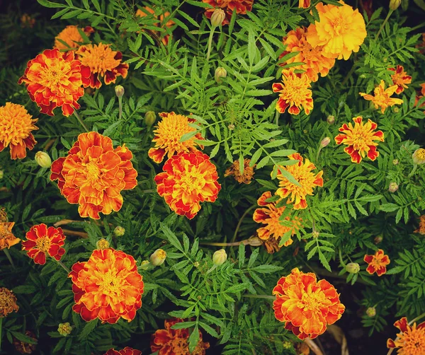 Flores de caléndula amarilla y naranja en el jardín —  Fotos de Stock