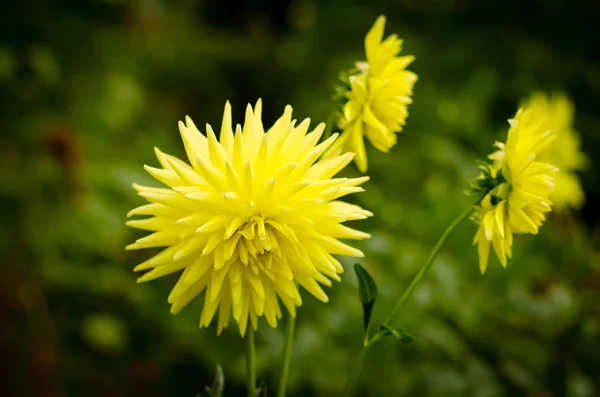 Flores amarillas grandes sobre un fondo verde —  Fotos de Stock