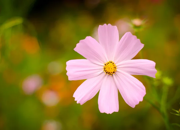 Large pink flowers on a green background — Stock Photo, Image