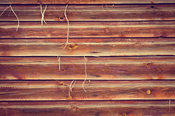 Holz Textur Hintergrund mit Pflanze wächst nach außen — Stockfoto