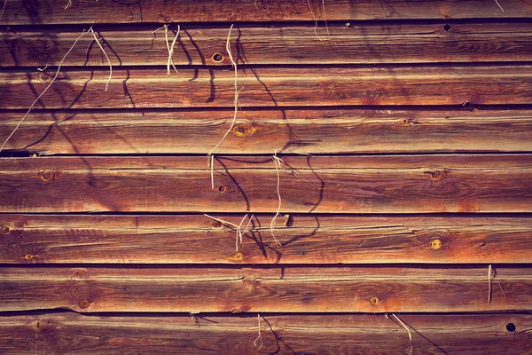 Dřevo textury pozadí s rostlina rostoucí směrem ven — Stock fotografie