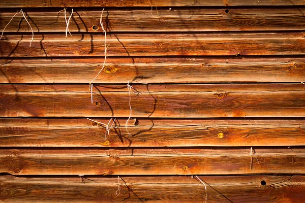 Sfondo texture in legno con pianta che cresce verso l'esterno — Foto Stock