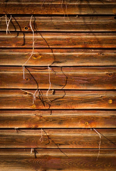 A növény kifelé növekvő fa texture háttér — Stock Fotó