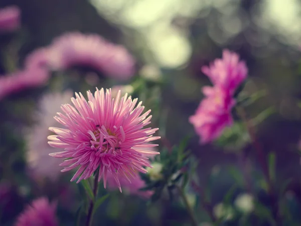 Pembe ve mor aster sonbahar çiçekler — Stok fotoğraf