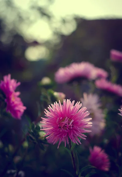 Podzimní květiny růžové a fialové aster — Stock fotografie