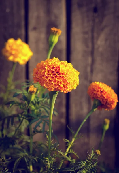 Flores de caléndula amarilla y naranja en el jardín —  Fotos de Stock