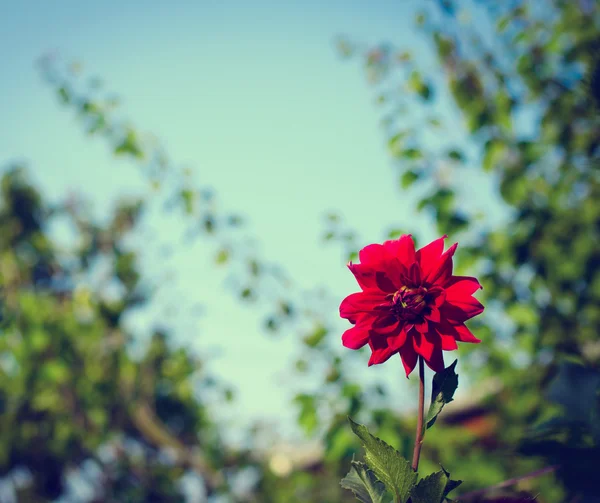 Colorata dalia fiore rosso nel giardino autunnale — Foto Stock