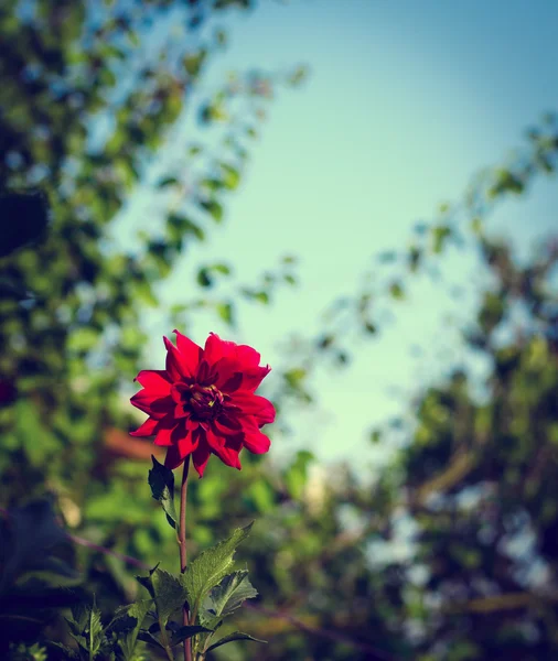 Colorata dalia fiore rosso nel giardino autunnale — Foto Stock