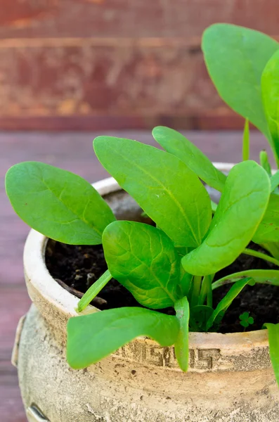 Organic spinach growing in the earthenware pot — Stock Photo, Image